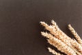Bunch of wheat ears on rich black background. Agriculture concept in minimalism style. Royalty Free Stock Photo