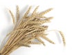 Bunch wheat ears white background. Royalty Free Stock Photo