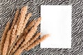 Bunch of wheat ears and white mockup blank on black and white background. Agriculture concept in minimalism style. Royalty Free Stock Photo