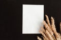 Bunch of wheat ears and white mockup blank on rich black background. Agriculture concept in minimalism style Royalty Free Stock Photo