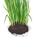 Bunch of wheat with roots. Root development on cereal plants. Agricultural field. Growing young sprouts plant shoots