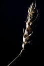 Bunch of wheat rye or barley ears with whole grain and leaves yellow wheat rye or barley. black background Royalty Free Stock Photo