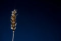 Bunch of wheat rye or barley ears with whole grain and leaves yellow wheat rye or barley. black background Royalty Free Stock Photo