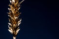 Bunch of wheat rye or barley ears with whole grain and leaves yellow wheat rye or barley. black background Royalty Free Stock Photo