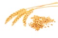 Grain and ears of wheat isolated on white background Royalty Free Stock Photo