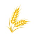 Bunch of wheat or rye ears with whole grain, vector