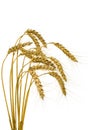 Bunch of wheat spikes, isolated Royalty Free Stock Photo