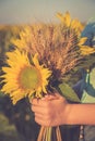 A bunch of wheat and sunflower in the hands of a girl