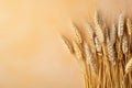 a bunch of wheat on a table