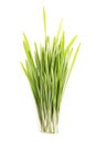 Bunch of fresh wheatgrass, sprouted first leaves of common wheat Royalty Free Stock Photo