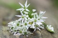 Bunch of white allium ursinum herbaceous flowers and leaves on wooden stump in hornbeam forest, springtime bear garlics foliage Royalty Free Stock Photo