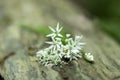 Bunch of white allium ursinum herbaceous flowers and leaves on wooden stump in hornbeam forest, springtime bear garlics foliage Royalty Free Stock Photo