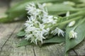 Bunch of white allium ursinum herbaceous flowers and leaves on wooden stump in hornbeam forest, springtime bear garlics foliage Royalty Free Stock Photo