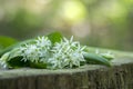 Bunch of white allium ursinum herbaceous flowers and leaves on wooden stump in hornbeam forest, springtime bear garlics foliage Royalty Free Stock Photo