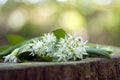 Bunch of white allium ursinum herbaceous flowers and leaves on wooden stump in hornbeam forest, springtime bear garlics foliage Royalty Free Stock Photo