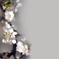 Bunch of white apple tree flowers Royalty Free Stock Photo