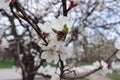 Bunch of white apricot flowers in spring Royalty Free Stock Photo