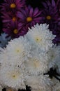 A bunch of white asters Royalty Free Stock Photo