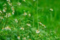 A bunch of white beautiful wild daisy flowers blossom on the fresh nature green grass with blurry and soft focus background Royalty Free Stock Photo