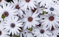 White Cape Daisies in Bloom in Springtime Royalty Free Stock Photo