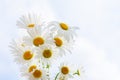 Bunch of white chamomile flowers with yellow cores on blue sky background Royalty Free Stock Photo