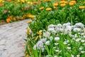 Bunch of white Chysanthemum flowers in a garden with curve walking path Royalty Free Stock Photo