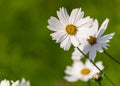 Bunch of White Cosmos flowers