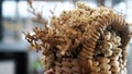 Dried Edelweiss Flowers bouquet on a wooden basket.