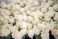 A bunch of white and cream roses, the baby`s breath gypsophila flowers for wedding venue decoration - top view, closed up Royalty Free Stock Photo