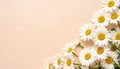 Bunch of White Daisies Bottom Right Side Soft White Background Minimal Natural Aesthetic Royalty Free Stock Photo
