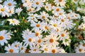 Bunch of white daisies growing in a lush botanical garden in the sun outdoors. Vibrant marguerite or english daisy