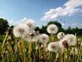 Bunch of white dandelions in a field ready to release seeds Royalty Free Stock Photo