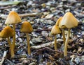 Bunch of white dunce cap mushrooms with bell shaped caps growing in some wood chips natural forest autumn background