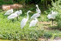 A bunch of white egret birds standing in wetland Royalty Free Stock Photo