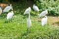 A bunch of white egrets standing in wetland Royalty Free Stock Photo