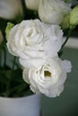 White eustoma