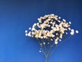 Bunch of white field flowers on blue background close-up. Floral postcard. Mock-up with flowers. Copy space Royalty Free Stock Photo
