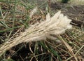 Bunch of White flower and green leaves of Thatch grass on soil 9n the field