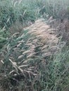 A bunch of white flowering horsetail reeds. Royalty Free Stock Photo