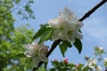 Bunch of white flowers of apple against blue sky in April Royalty Free Stock Photo