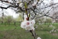Bunch of white flowers of apricot in spring Royalty Free Stock Photo