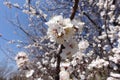 Bunch of white flowers of apricot against blue sky in April Royalty Free Stock Photo