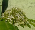 Bunch of white flowers blooming in branch of green leaves plant growing in flowerpot in garden, nature photography Royalty Free Stock Photo