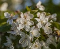 A bunch of white flowers and blue skies - spring in London, England.