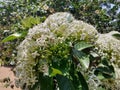 Bunch of white flowers