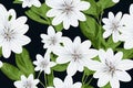 a bunch of white flowers with green leaves on a black background with a black background and a white background Royalty Free Stock Photo