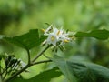 A bunch of white flowers kind of brinjal