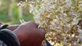 Bunch of White flowers of Moringa Oleifera for vegan delicate and soft texture. Beautiful soft flower for organic herbs and