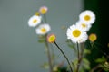 A bunch of white flowers with yellow centers Royalty Free Stock Photo