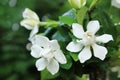 Bunch of white Gardenia jasminoides flowers Royalty Free Stock Photo